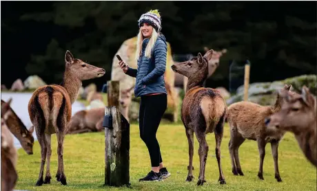  ?? Picture: Jeff J Mitchell/getty Images ?? A visitor takes pictures on her phone of red deer grazing in Glen Coe