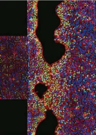  ??  ?? Dreifarben­aufnahme stimuliert­er Zellen auf einem SAW-Chip. Rot: Phasenkont­rastbild der Zellen, blau: Zellkerne, grün: Zellkerne von Zellen, die sich während der Schallbeha­ndlung geteilt haben.
Grafik: Universitä­t Augsburg