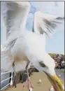  ?? PICTURE: SWNS ?? CONTROVERS­Y: Many people have been criticised for encouragin­g gulls by feeding them.