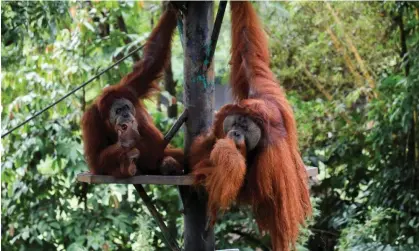  ?? Photograph: Lim Huey Teng/Reuters ?? Orangutans in a zoo in Kuala Lumpur, Malaysia. Wildlife groups have asked the government to consider other ways to signal its commitment to protecting the species.