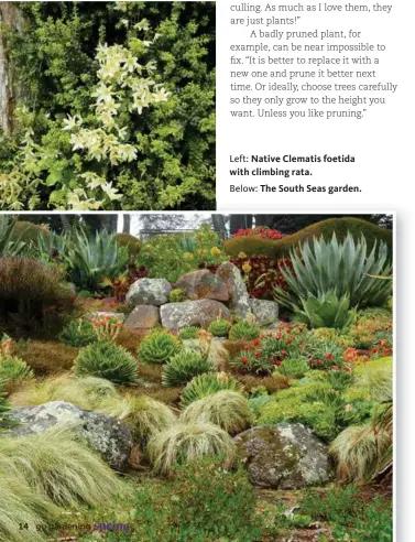  ??  ?? Left: Native Clematis foetida with climbing rata. Below: The South Seas garden.