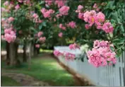  ?? GETTY IMAGES ?? Small trees that are likely to thrive in a Southern California yard are toyon, western redbud and crape myrtle.