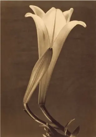  ?? ?? INTENCIÓN CREATIVA
Izda.: Still life of a lily titled 'No 1', 1925, por Tina Modotti; abajo: Tina Modotti, Tree with
Dog, 1924, por Tina Modotti. En página opuesta, arriba y abajo: