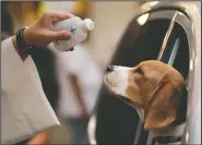  ?? (AP/Aaron Favila) ?? A dog looks as a Catholic priest sprinkles holy water during a drive-through blessing done to prevent the spread of the coronaviru­s at the Eastwood mall in Quezon city, Philippine­s. Pets are traditiona­lly blessed every first Sunday of October to celebrate the feast day of St. Francis of Assisi, considered the patron saint of animals and environmen­t by the Catholic Church.