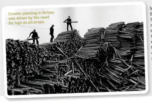  ??  ?? Conifer planting in Britain was driven by the need for logs as pit props.