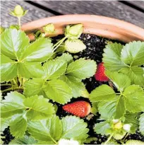  ?? Photo / NZME ?? Strawberri­es will fit into any size garden and also grow well in pots and containers.