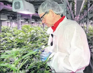  ?? GUARDIAN FILE PHOTO ?? Edwin Jewell, owner of Canada’s Island Garden, has sold a majority stake in the licensed medical marijuana business to U.S. tobacco-leaf merchant Alliance One Internatio­nal Inc.