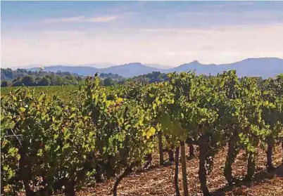  ?? ?? Le vignoble du Frexeinet se situe dans la région de Penedès, au sud de Barcelone.