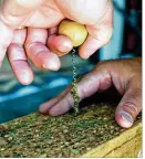  ??  ?? Jim Watts, who runs a business providing bees to farmers, tinkers with brood cells of alfalfa leafcutter bees in Ontario, Ore., in July. The dominant species of pollinator, the honeybee, is under siege.