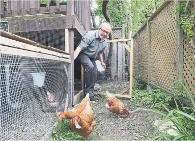  ?? RENÉ JOHNSTON PHOTOS/TORONTO STAR ?? Joe Mihevc, a Toronto city councillor and backyard chicken farmer, exits the coop he built in his west-end backyard.