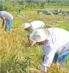  ??  ?? »Panameños consumen más de 7 millones de quintales de arroz.