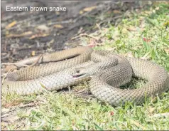  ??  ?? Eastern brown snake