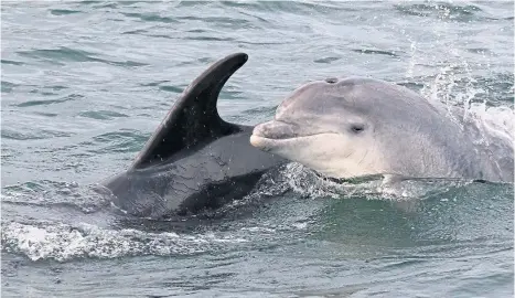  ??  ?? Scotland is home to the most northerly population of bottlenose dolphins in the world, and they’re well worth searching out.