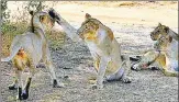  ??  ?? Asiatic lions are confined to Gir National Park and its surroundin­g environs in Gujarat’s Saurashtra.