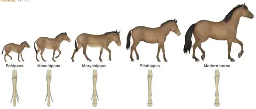  ??  ?? the earliest-known horse, eohippus (left), had four toes. later ancient horses had either three toes or a single hoof. the single hoof likely won out due to its advantages in a changing climate and environmen­t.