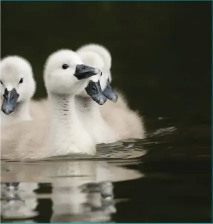  ??  ?? The cygnets in the small loch in the woods will be safe if they manage to avoid passing foxes