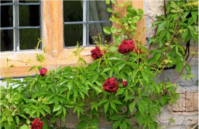  ??  ?? An old deep red rose climbs up the front of the farmhouse, its rich flower heads framing the window.