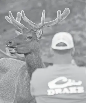  ?? TREVOR HUGHES/USA TODAY ?? A visitor photograph­s an elk sporting velvet-covered antlers at Rocky Mountain National Park. In addition to monitoring speeds and responding to vehicle crashes, rangers at national parks must help ensure that visitors and wildlife don’t get too close to each other.