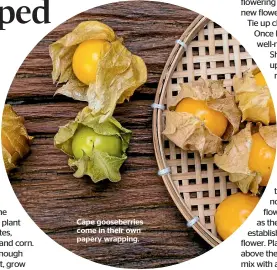  ??  ?? Cape gooseberri­es come in their own papery wrapping.