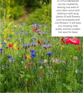  ??  ?? A LITTLE MEADOW CAN BE CREATED BY LEAVING ONE AREA OF YOUR LAWN UNCUT AND DOTTING IT WITH PLUG PLANTS OF WILD FLOWERS SUCH AS POPPIES AND CORNFLOWER­S. IT WILL SAVE YOU MOWING, LOOK PRETTY AND BE A POLLEN HOT SPOT FOR BEES