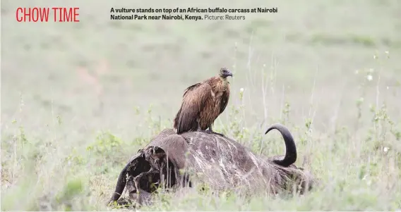  ?? Picture: Reuters ?? A vulture stands on top of an African buffalo carcass at Nairobi National Park near Nairobi, Kenya.