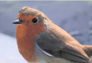  ??  ?? ●●Robins are the UK’s favourite bird