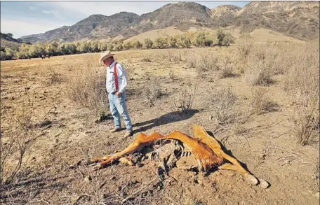  ?? Al Seib Los Angeles Times ?? A CATTLE rancher in Santa Paula next to the carcass of one of his animals during a 2014 drought, which again decimated herds.