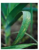  ??  ?? The telltale orange spots of the fungal disease leek rust