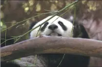  ?? LENNY IGNELZI / ASSOCIATED PRESS ?? Hua Mei enjoys a bamboo feast at the San Diego Zoo in 2000. The panda returned to China in 2004.