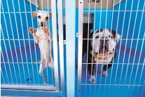  ?? PATRICK T. FALLON/FOR THE WASHINGTON POST ?? Dogs at a Los Angeles-area animal shelter. A proposal before the Los Angeles City Board of Animal Services Commission­ers aims to make L.A. shelter dogs the vanguard of a meat-free movement.