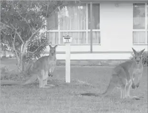  ??  ?? EASTERN grey kangaroos grazing near Canberra recently. — AFP