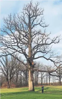  ?? BILL WEEKS ?? ‘It’s such a magnificen­t tree that I acknowledg­e it every time I go by,’ says Bill Weeks, shown beside the heritage bur oak.