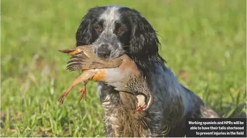  ??  ?? Working spaniels and HPRS will be able to have their tails shortened to prevent injuries in the field