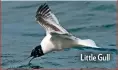  ??  ?? Little Gull