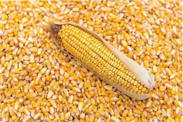  ??  ?? Poultry farmers are worried over current prices of maize in the country