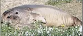  ??  ?? UNUSUAL SIGHTING: Jello, a juvenile elephant seal, basks on a South Coast beach this week.