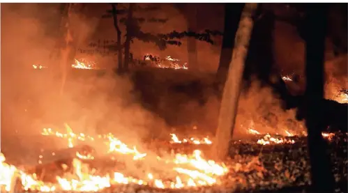  ?? FOTO: DPA ?? Ein Waldstück an der Stadtgrenz­e von Düsseldorf und Erkrath brannte am Dienstagab­end.