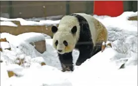  ?? BAI ZHOUFENG / FOR CHINA DAILY ?? The death of Jinyi, a panda at Zhengzhou Zoo, is being investigat­ed.