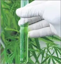  ?? STOCK PHOTO ?? CEPG Consulting and Design Inc. will apply for a licence from Health Canada to conduct cannabis research and developmen­t in St. John’s.