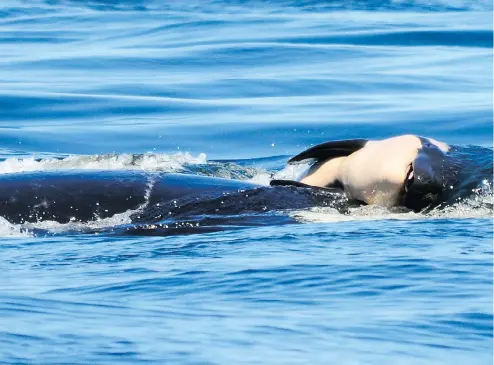  ?? MICHAEL WEISS / CENTER FOR WHALE RESEARCH VIA AP ?? Whale researcher­s are keeping close watch on an endangered orca that has spent the past week carrying and keeping her dead calf afloat in Pacific Northwest waters. The killer whale species has not seen a successful birth since 2015.