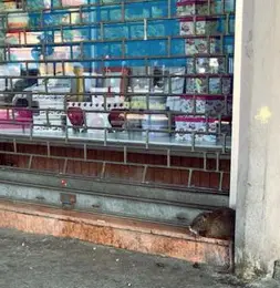  ??  ?? Ieri mattina Peppina, la nutria trovata davanti a una tabaccheri­a a Porta Vescovo