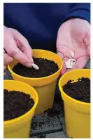  ??  ?? Sow courgettes in individual pots to avoid transplant shock