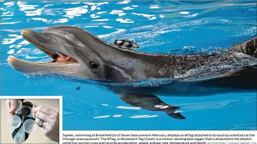  ?? ANTONIO PEREZ / CHICAGO TRIBUNE / TNS ?? Tapeko, swimming at Brookfield Zoo’s Seven Seas arena in February, displays an MTag attached to its back by scientists at the Chicago-area aquarium. The MTag, or Movement Tag (inset), is a motion-sensing data logger that is attached to the dolphin using four suction cups and records accelerati­on, speed, angular rate, temperatur­e and depth.