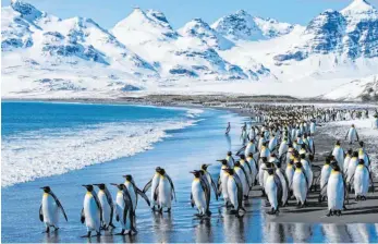  ?? FOTO: IMAGO ?? Lebensraum Antarktis: Das Meereis nimmt ab und damit schwindet auch die Nahrungsgr­undlage der Pinguine.
