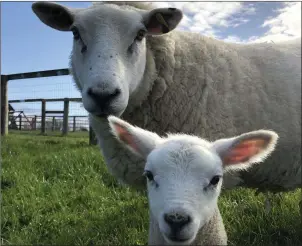  ??  ?? A ewe and lamb ready for visitors at Glenroe Farm.