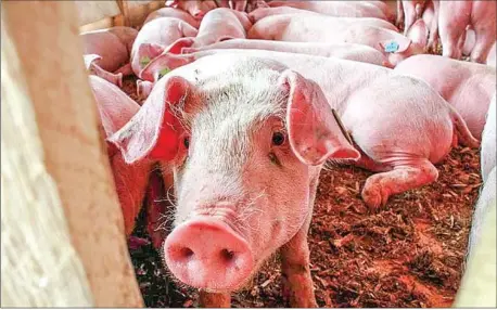  ?? HENG CHIVOAN ?? There are currently 547 pig farms in Cambodia with 1.33 million head in stock.