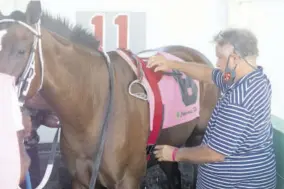  ?? (Photos: Joseph Wellington) ?? Trainer Wayne Dacosta saddling Polly’s Gal.