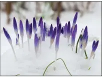  ?? (Colorblend­s.com via The Washington Post) ?? Crocus tommasinia­nus, often called tommies, are the first crocuses of the year, usually appearing in February. Their arrival with snowdrops announces the start of another growing season.