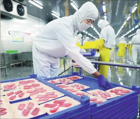  ?? XINHUA ?? Workers put raw pieces of tuna on a shelf at a processing plant in Rongcheng, Shandong province.