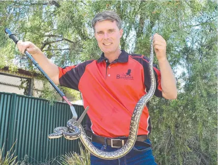  ?? Picture: Georgie Adams ?? SLITHERING FRIEND: Snake catcher Craig Eddie with a recent snake he caught.